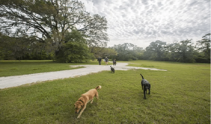 Dog Parks in Tallahassee