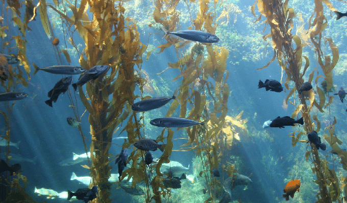 Birch Aquarium at Scripps san diego