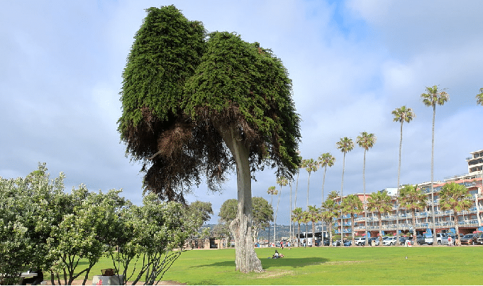 Ellen Browning Scripps Park san diego